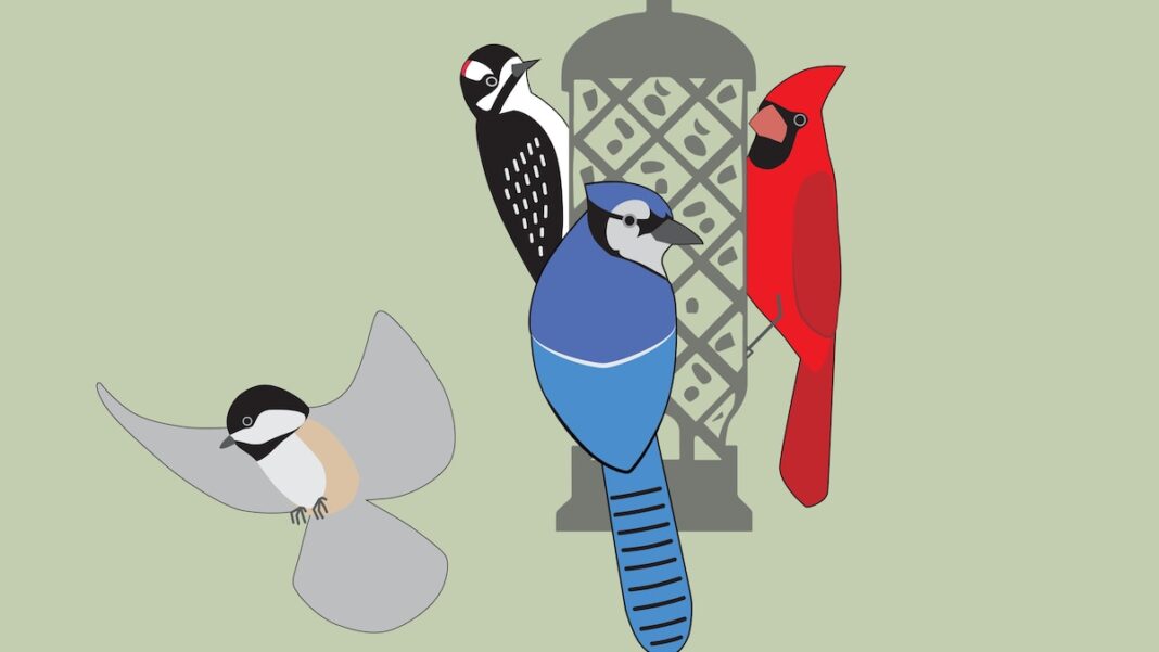 the-battle-of-hangry-birds-who-rules-your-feeder.jpg The Battle of Hangry Birds: Who Rules Your Feeder
