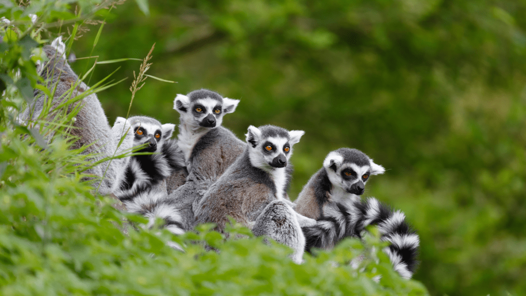 Darwin was wrong: Male mammals are not always bigger than females