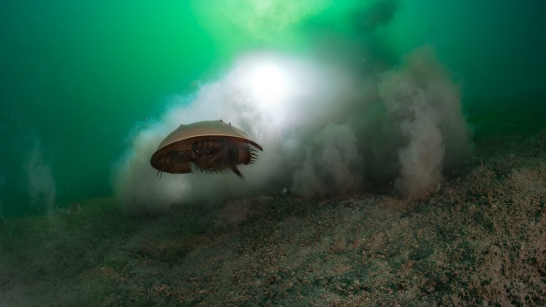 Discover the 5 incredible ancient species still thriving on Earth