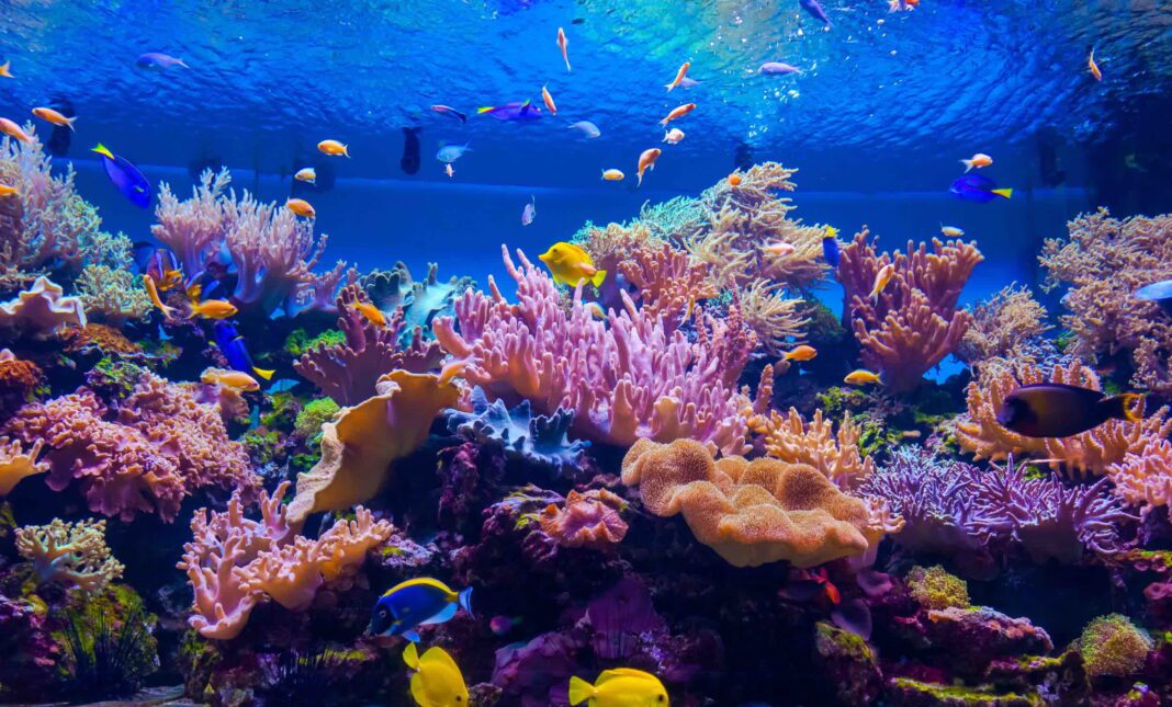 Reviving Coral Reefs: Harnessing the Power of Captivating Underwater Sounds