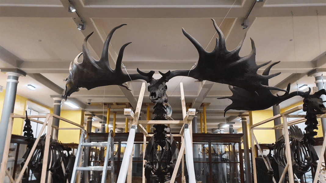 Discover the incredible history of Ireland’s massive 12-foot antlered deer
