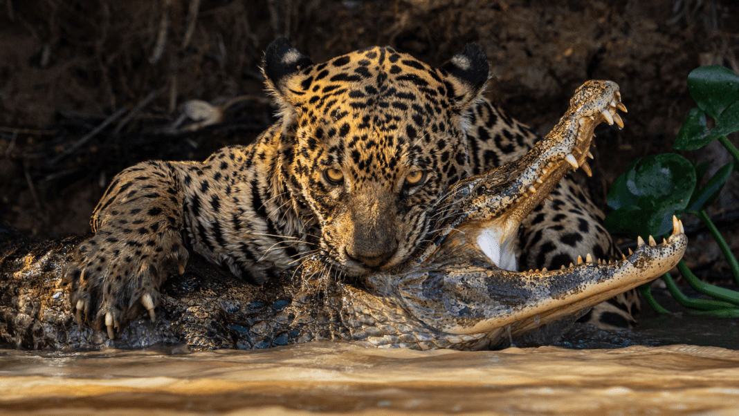 Captivating Wildlife Moments: Metal, Serene, and Cheeky Encounters in Nature