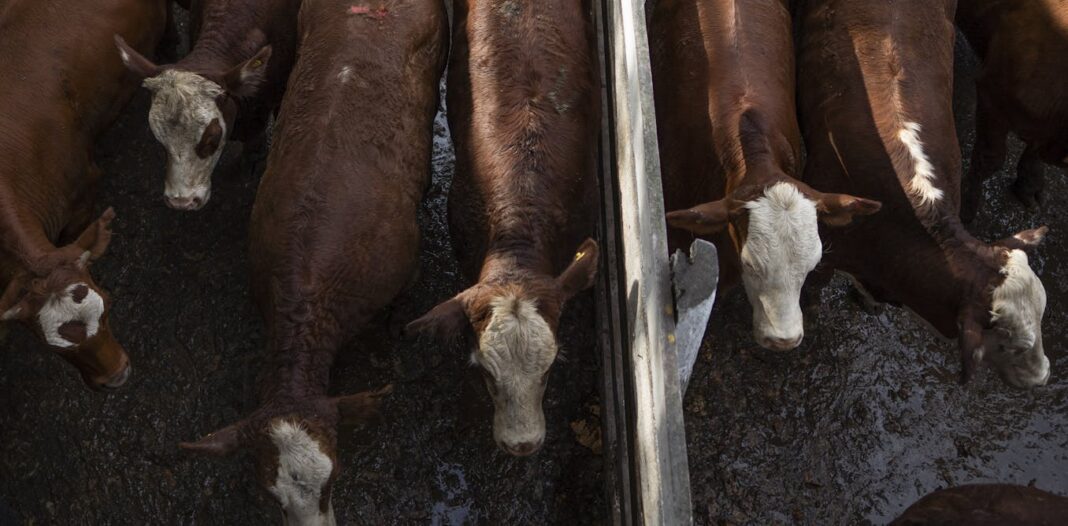 Maximizing Argentina’s Potential for Sustainable Livestock Production