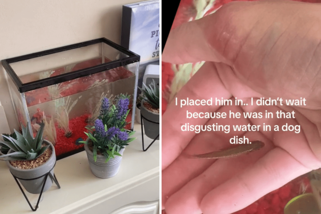 Single Parent of 3 Finds Dumped Filthy Tank, Gains New Family Member