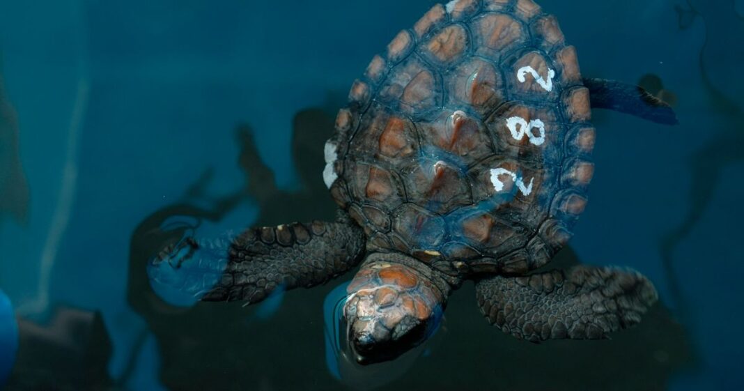 Rescue Effort Underway After Storm Washes Hundreds Of Baby Sea Turtles Ashore
