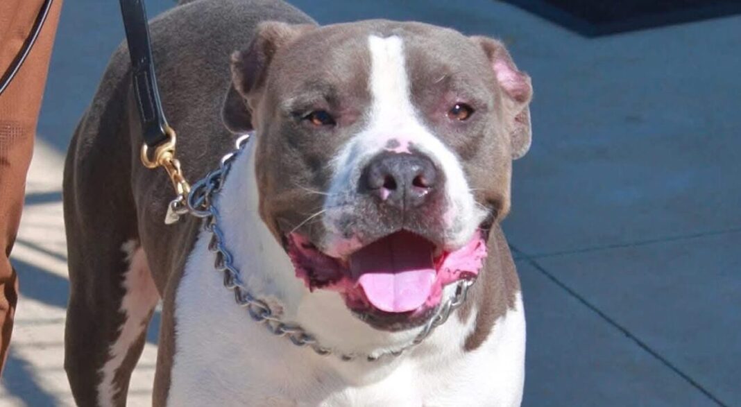 Get a Pet of the Week: Hershey