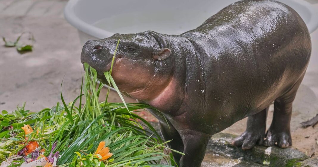Crowds Flock To Thailand Zoo For Baby Hippo Moo Deng’s First Birthday