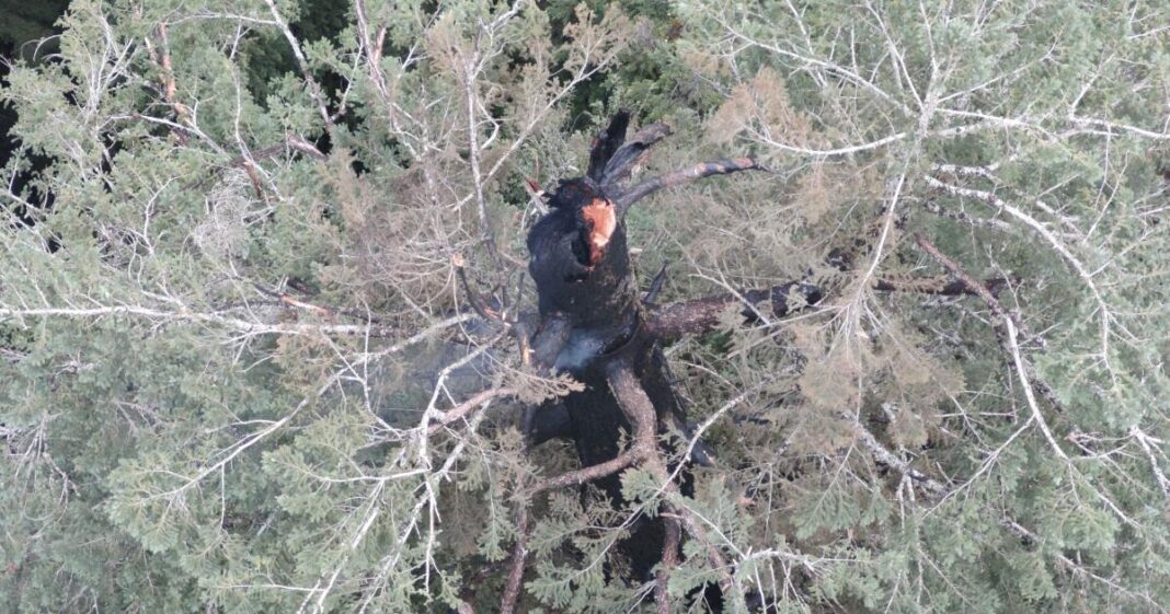 One of the world’s tallest trees is burning. Why can’t firefighters put it out?
