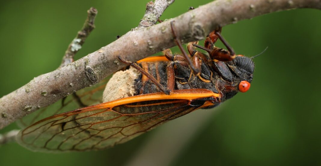 What humans might learn from nature’s real-life zombies