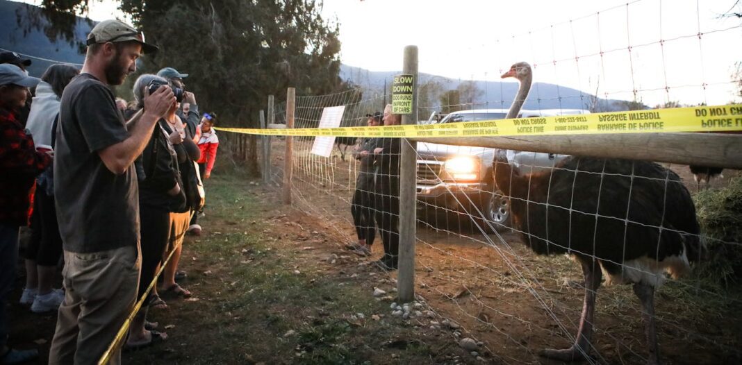 How anti-vaccine sentiment helped raise funds and saved the lives of some B.C. ostriches