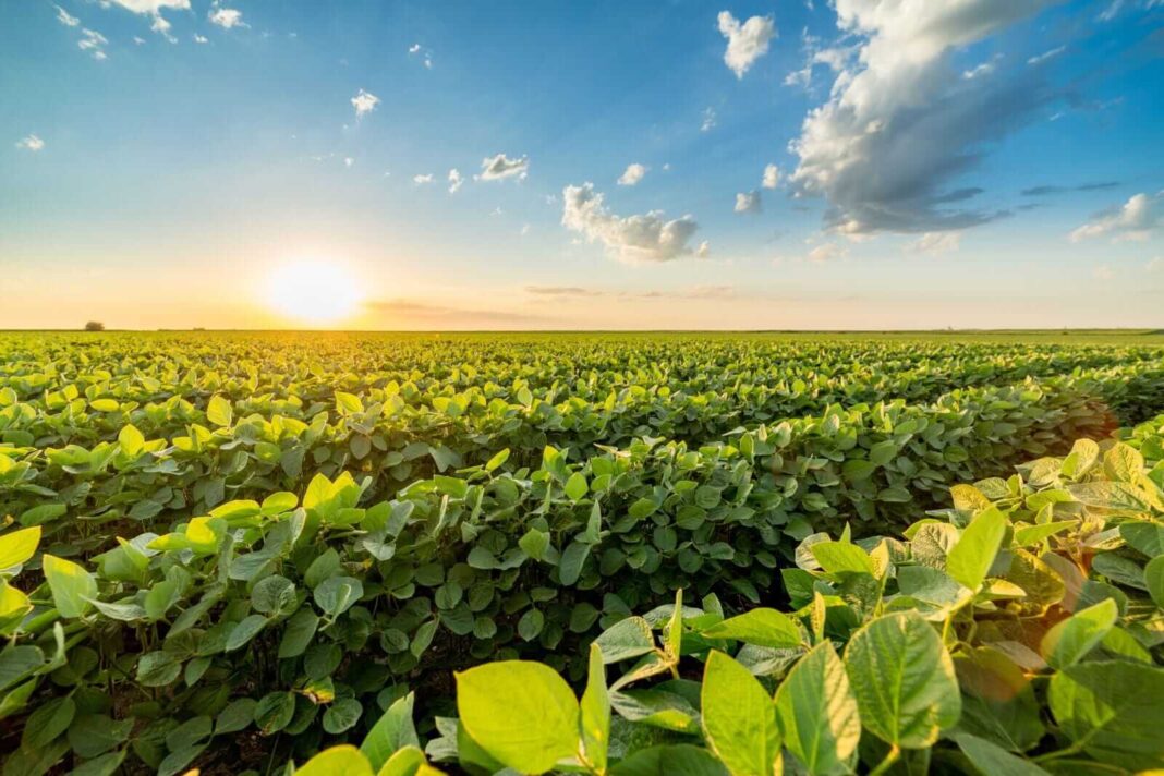 Soybeans Fall Lower into Tuesday’s Close