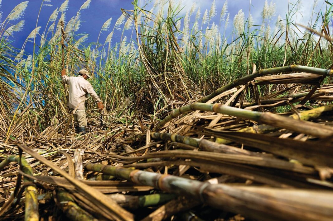 Stronger Sugar Output in India Knocks Sugar Prices Lower