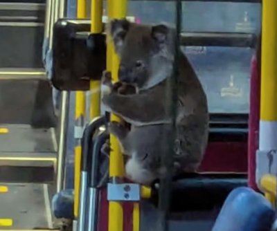 watch-wild-koala-rides-the-city-bus-in-brisbane-australia.jpg Watch: Wild koala rides the city bus in Brisbane, Australia