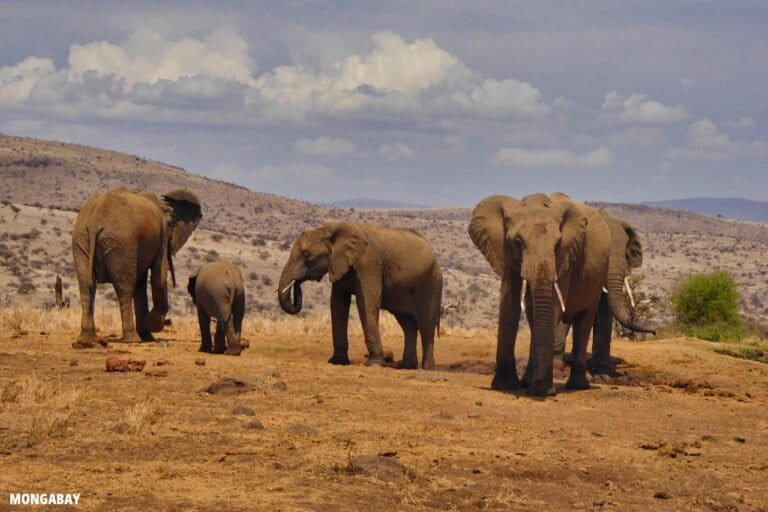 kenyan-wildlife-census-reveals-conservation-wins-and-losses.jpg Kenyan wildlife census reveals conservation wins and losses