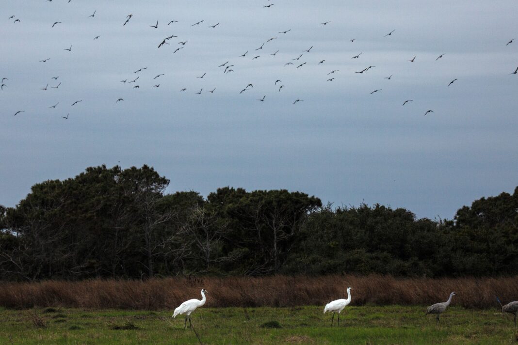 The World’s Last Flock of Wild Whooping Cranes Gets More Living Space