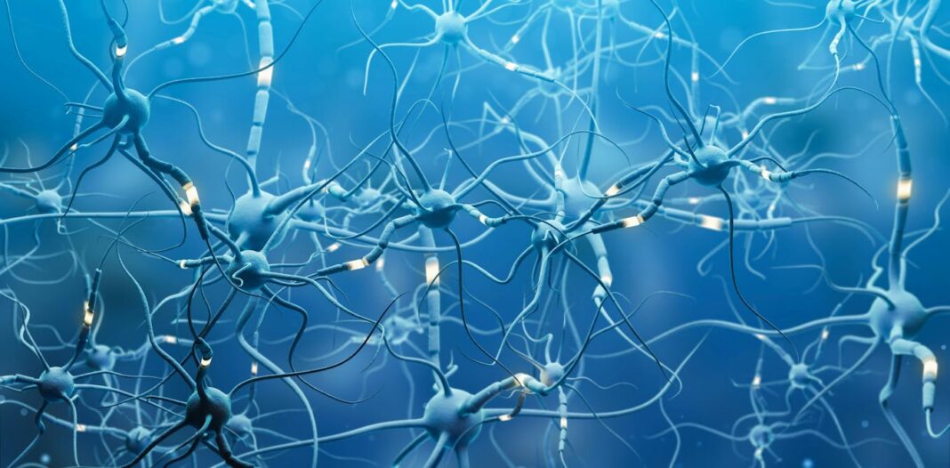 No, your brain doesn’t suddenly ‘fully develop’ at 25. Here’s what the neuroscience actually shows