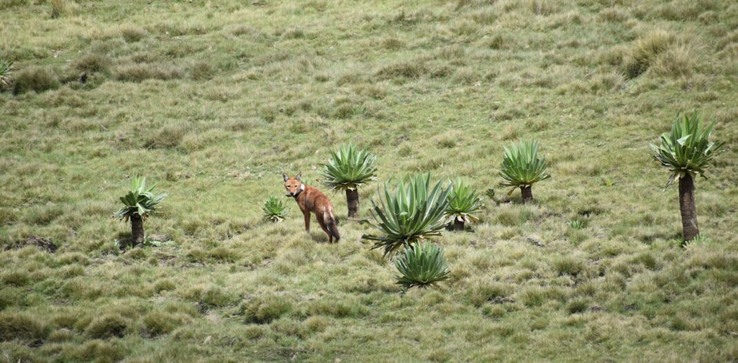 Africa’s rarest carnivore: the story of the first Ethiopian wolf ever captured, nursed and returned to the wild