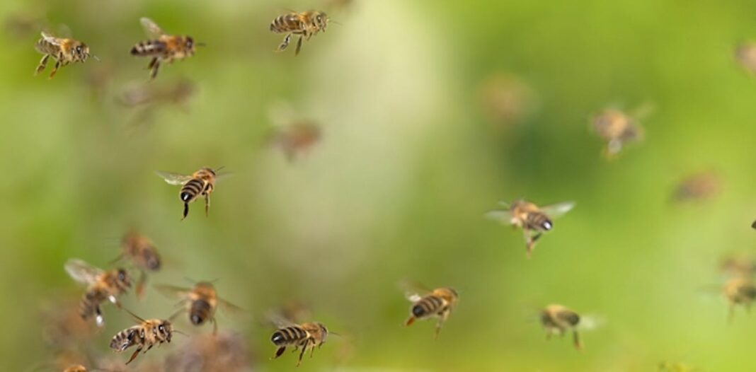 Eaten, used as taxis and vomited up: how bees support other animals