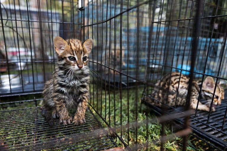 in-thailand-burned-sugarcane-plantations-become-traps-for-leopard-cat-cubs.jpg In Thailand, burned sugarcane plantations become traps for leopard cat cubs