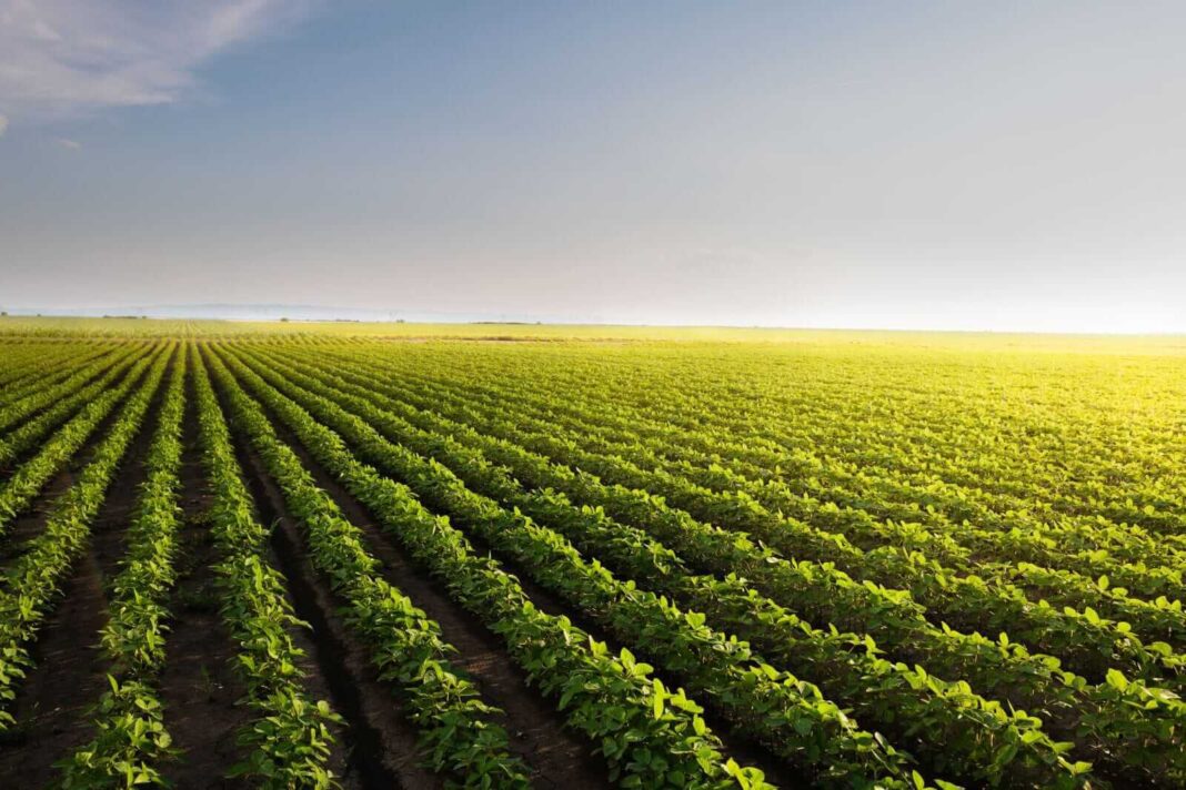 Soybeans Pushing Gains to Tuesday Morning