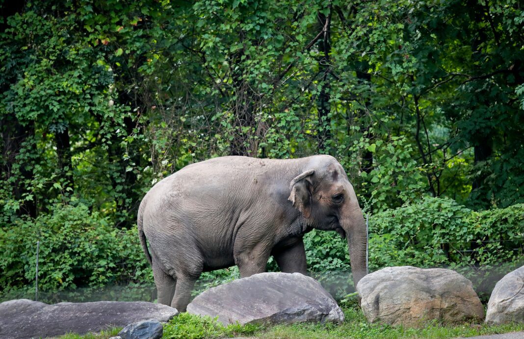 Bronx Zoo’s Happy the Elephant, behind infamous ‘person’ lawsuit, euthanized